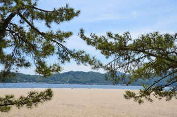 青い松と白い砂浜が美しい天橋立海水浴場。