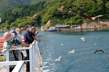 約25分伊根湾周遊の遊覧船からは、カモメにエサをあげることもできます。