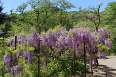 色の濃い紫色の藤の花。