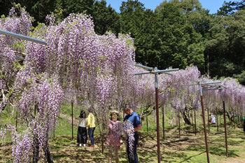 「九尺藤」とも呼ばれる長い花房は、まるで紫色のシャワーのようです。