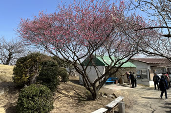● 綾部山梅林