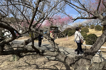 三分咲きに、お客さんもまばらです。 三分咲きに、お客さんもまばらです。