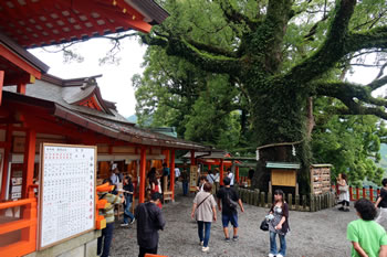 礼殿のそばに大きな樟があり、中が空洞となっており、樟霊社と名付けられています。 礼殿のそばに大きな樟があり、中が空洞となっており、樟霊社と名付けられています。