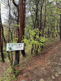 ミズバショウ自生地への道。 ミズバショウ自生地への道。