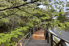 ミズバショウ公園「木橋」 ミズバショウ公園「木橋」