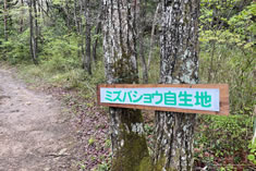 ミズバショウ自生地への道。 ミズバショウ自生地への道。