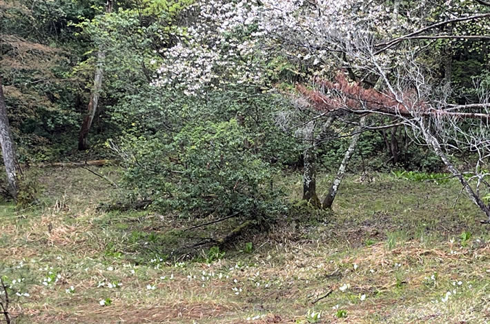 加保坂のミズバショウ自生地 加保坂のミズバショウ自生地